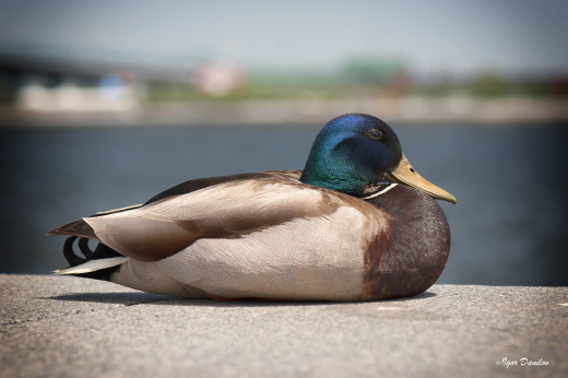 941794 (a): :2048x1360
